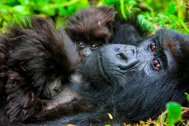 Red Rocks Rwanda contributes to the gorilla naming ceremony 2018